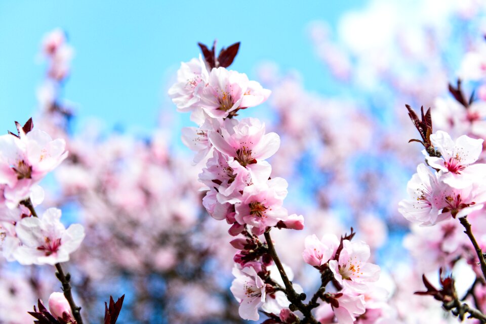 Branch flora tree photo