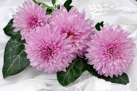 Chrysanthemums pink romantic photo