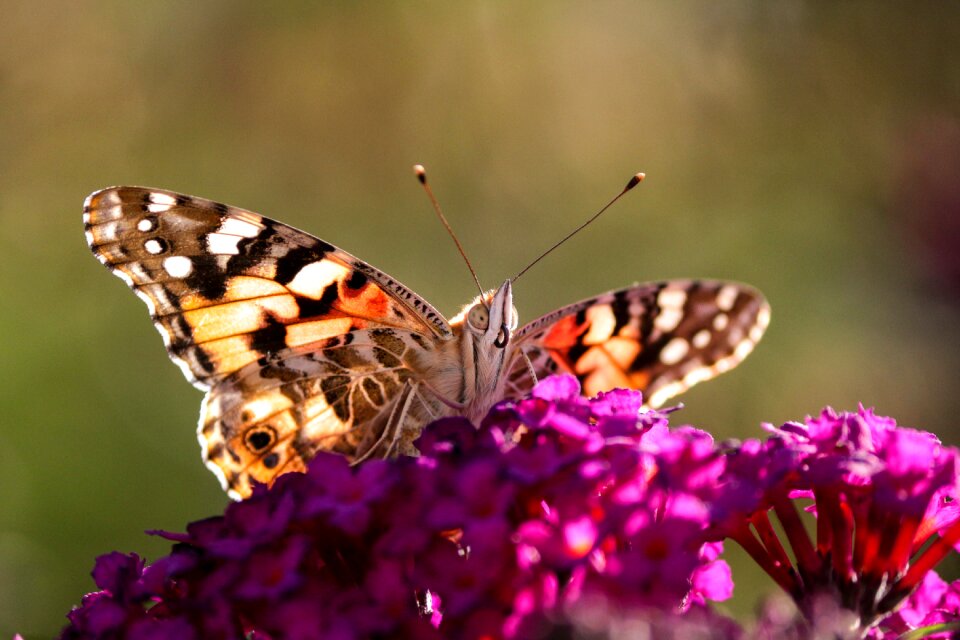 Nature flower lepidoptera