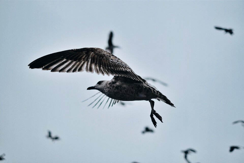 Animal fly clouds