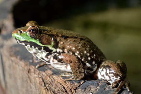 Eye frog pond nature photo