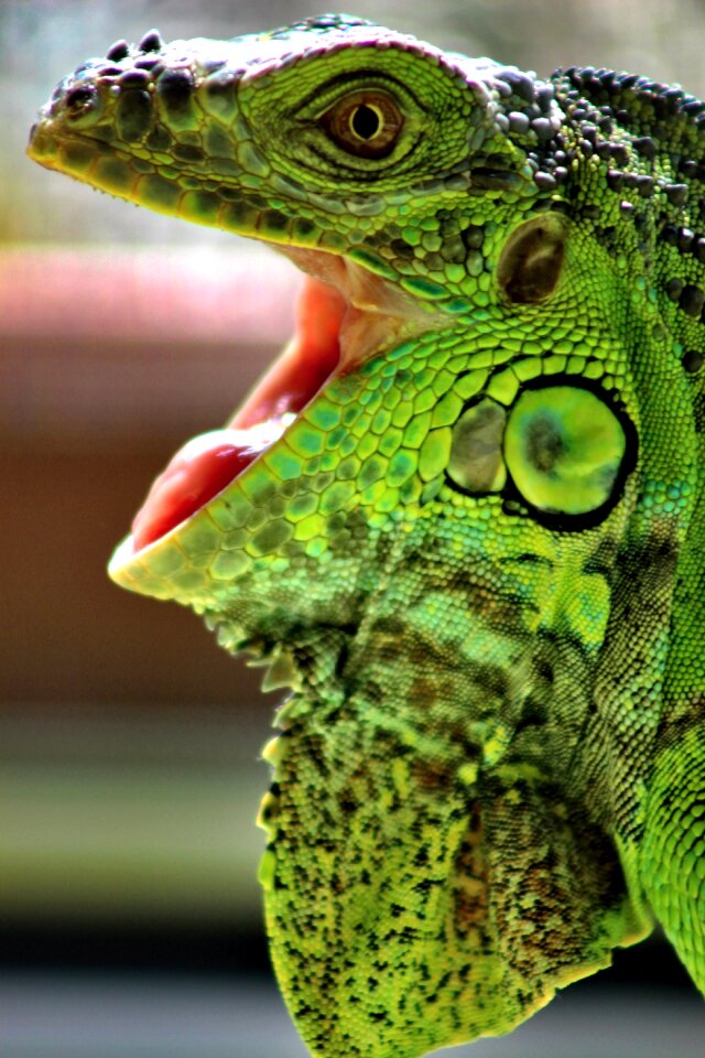Leguan reptiles green
