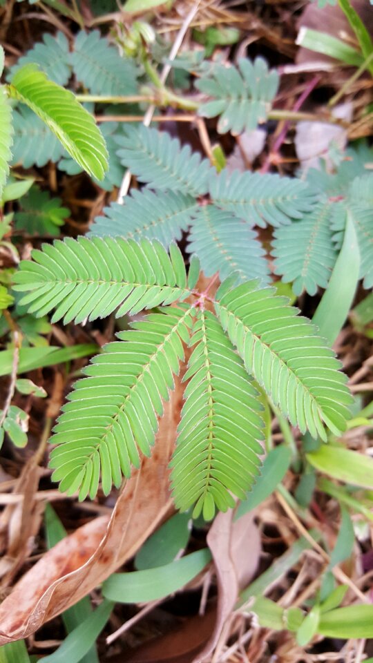 Leaf flower spring