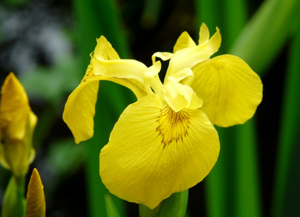 Leaf garden lily