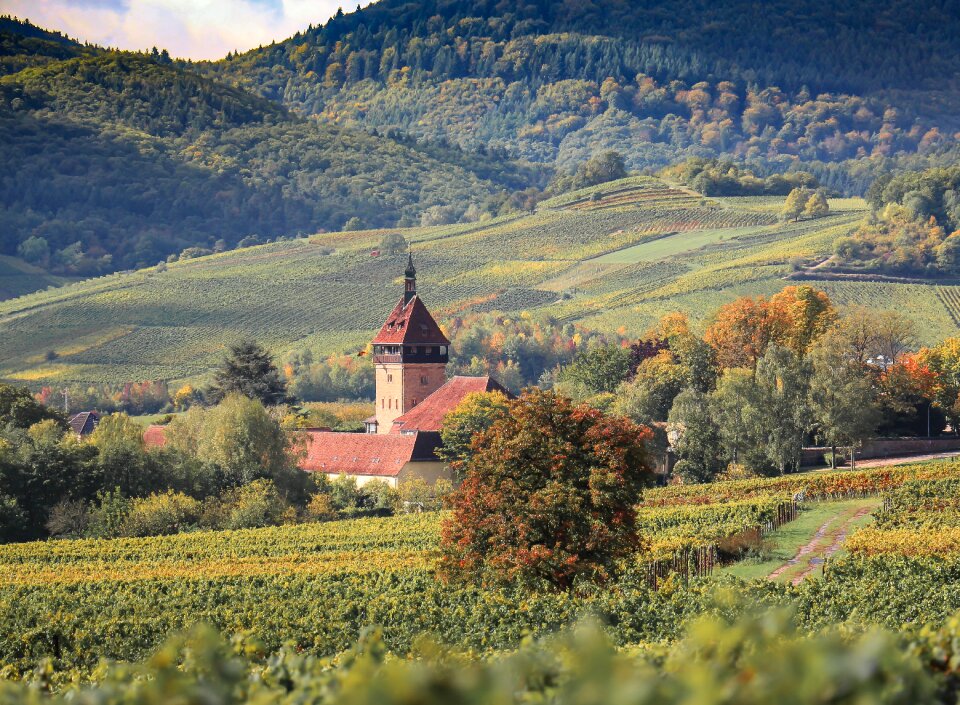 Vineyard hill autumn