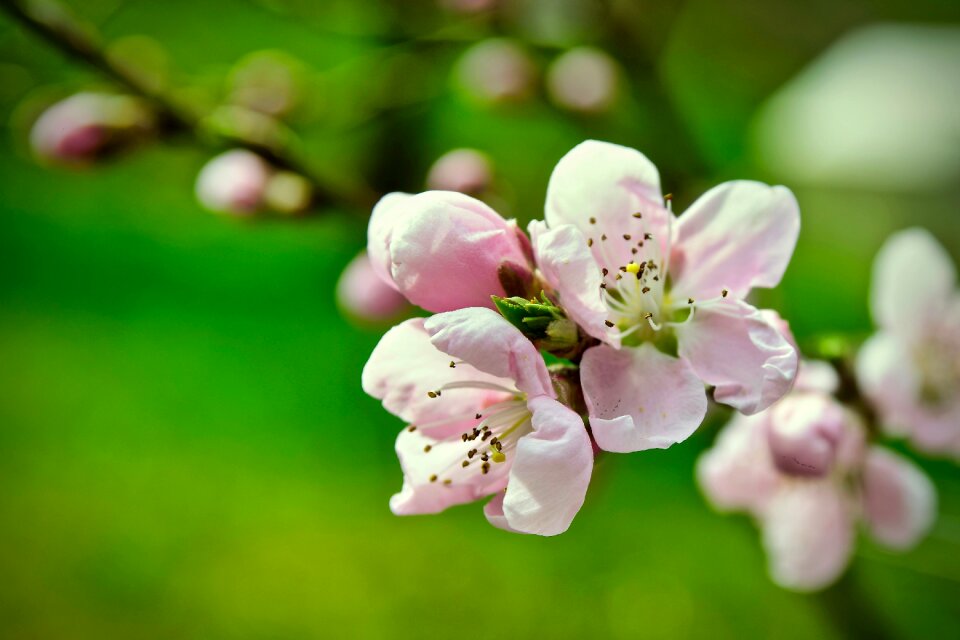 Nature plant tree
