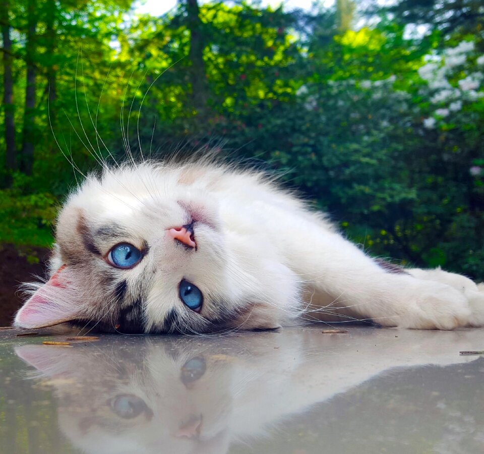 Mammal cute beautiful
