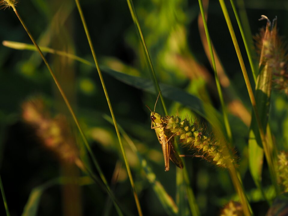 Close up insect camouflage