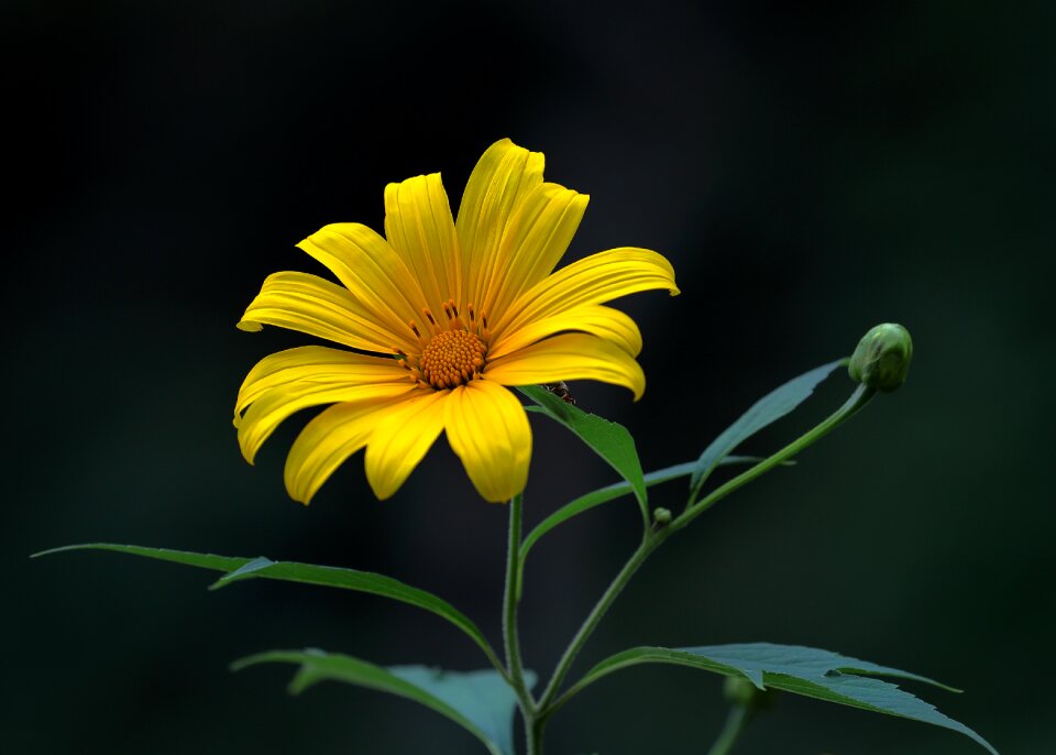 Flower yellow flowers wild sunflowers
