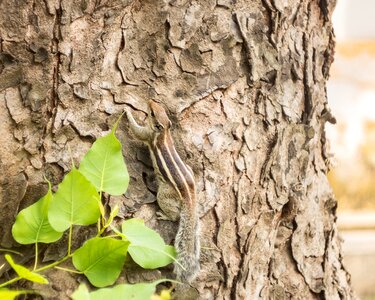 Forest wildlife natural