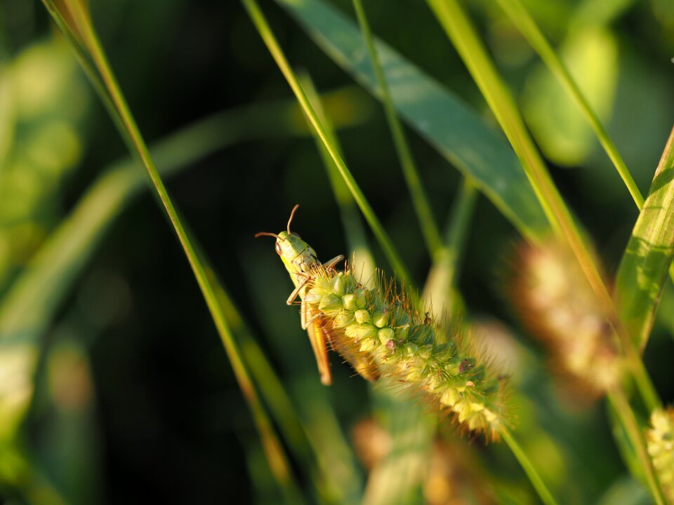 Close up insect camouflage photo