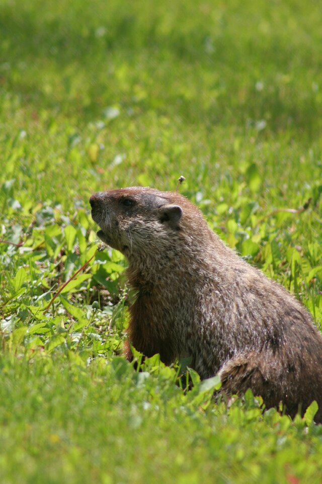 Nature rodent fur