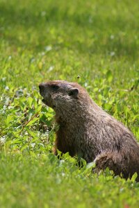 Nature rodent fur photo