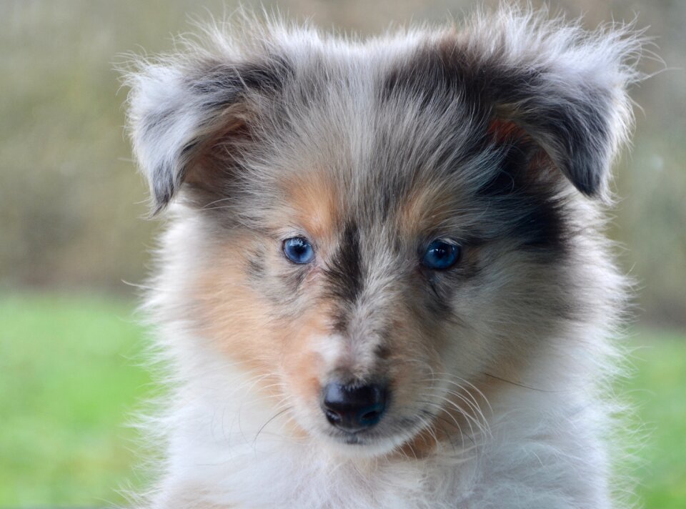 Shetland sheepdog blue eyes color blue merle