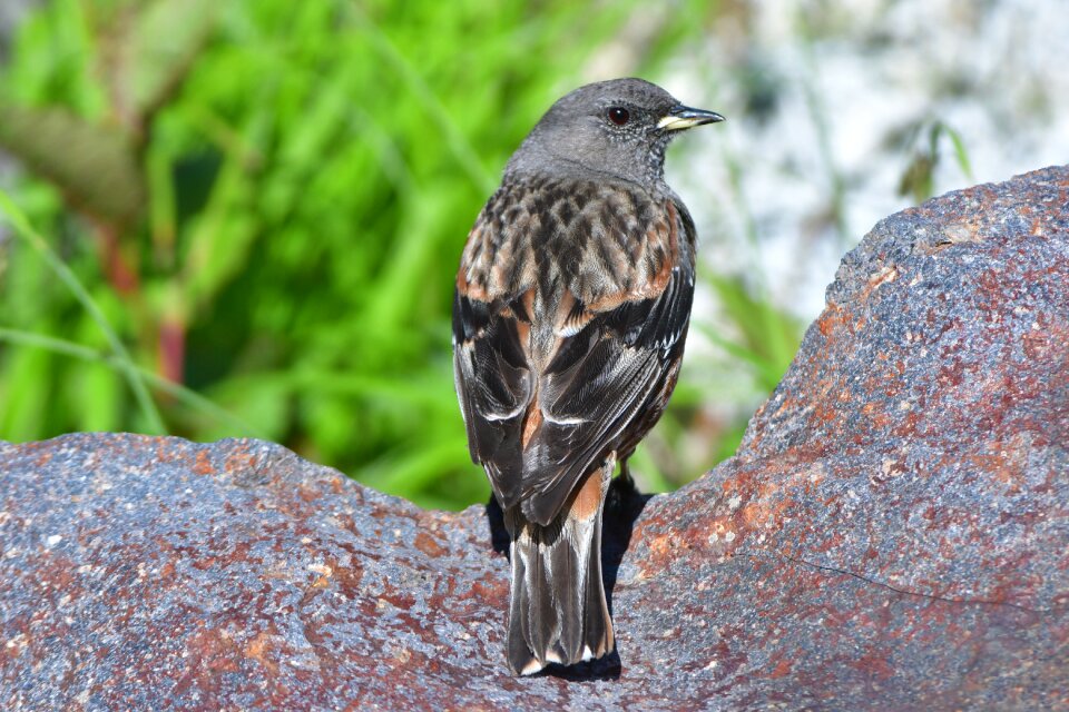 Bird outdoors accentors
