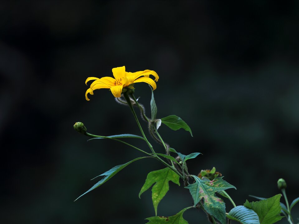 Flower yellow flowers wildflowers