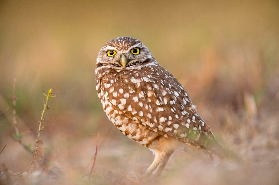 Animal fly owl photo