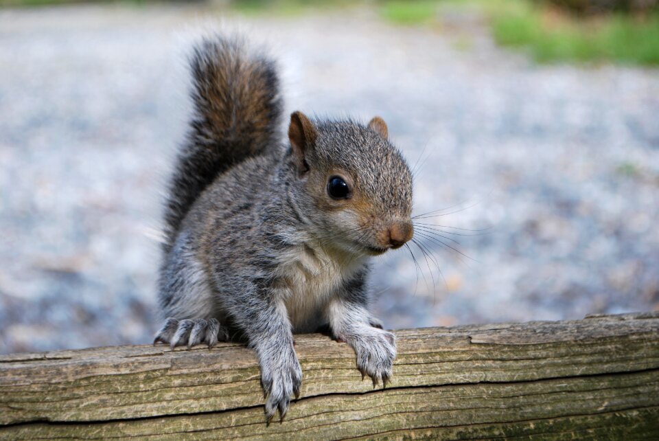 Cute wildlife tail