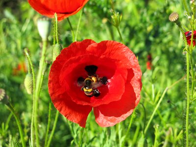 Hard working collect nectar klatschmohn