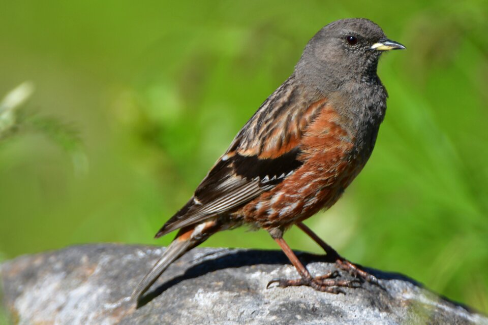 Animal wings outdoors