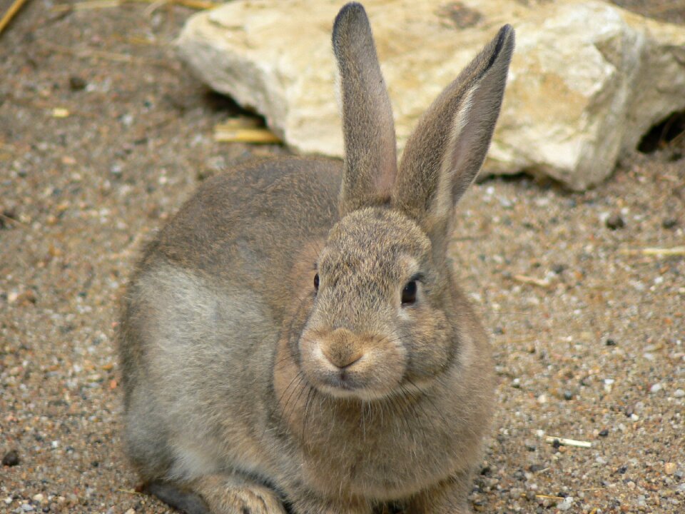 Rabbit farm breeding
