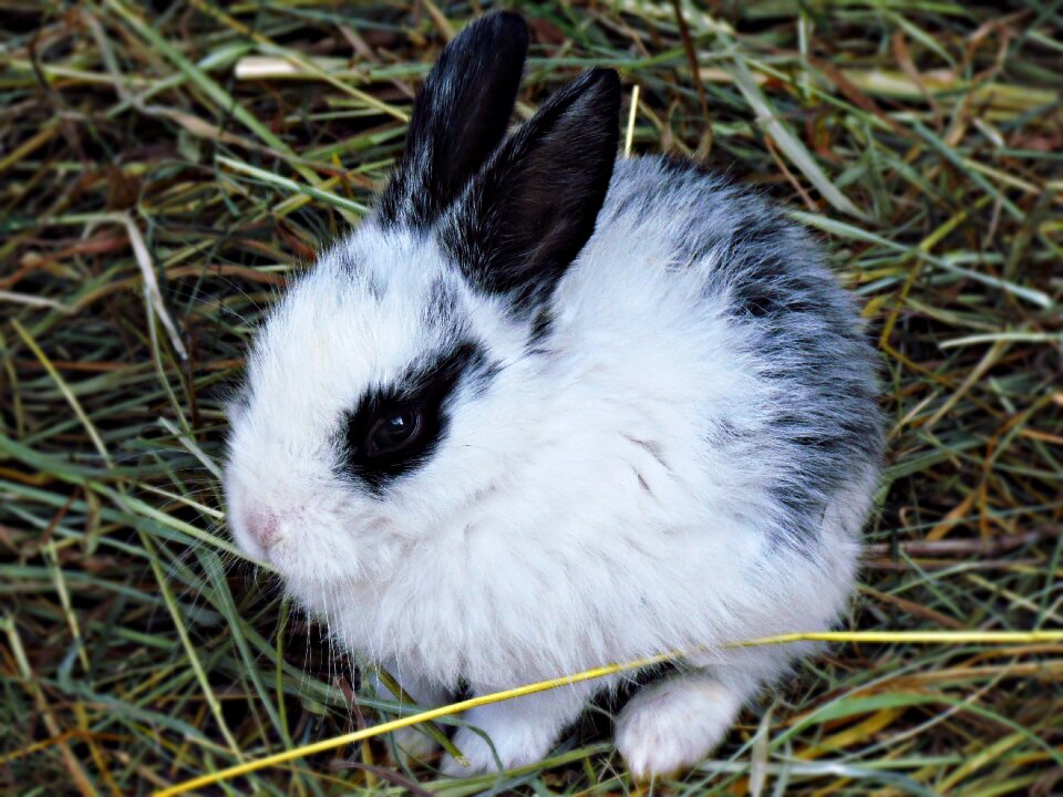 Fluffy rodent nature