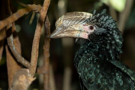 Hornbill bird wildlife photo