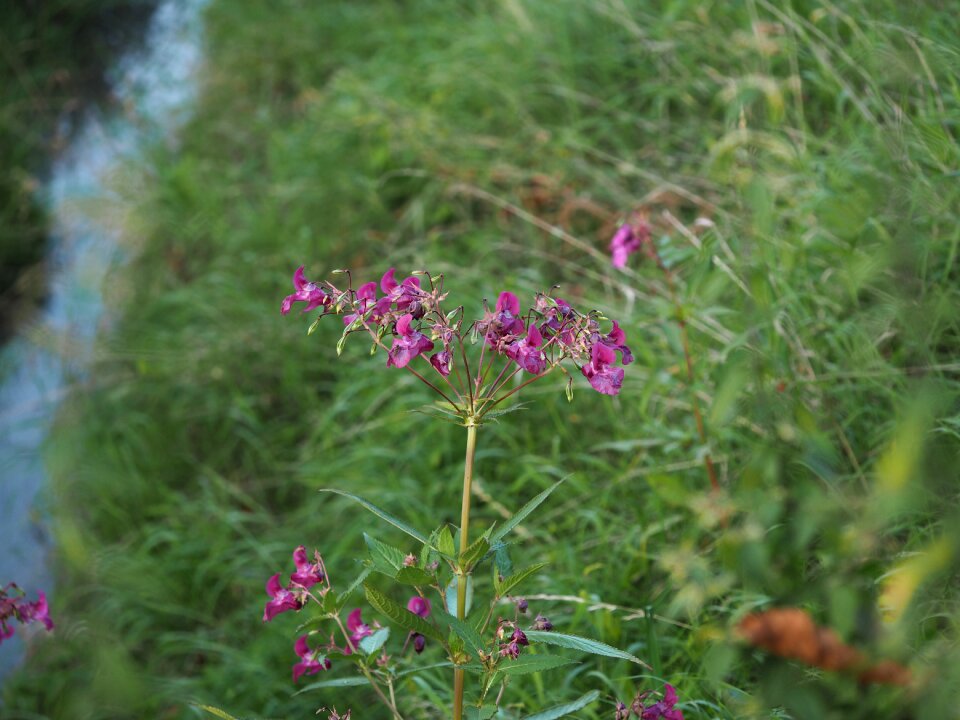 Nature abendstimmung romance