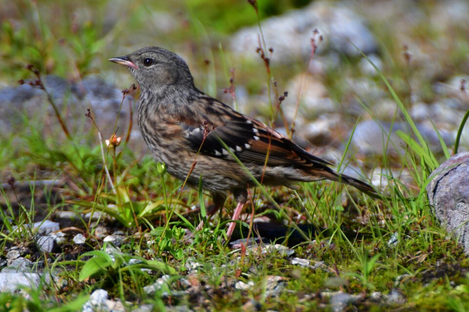 Animal outdoors accentors