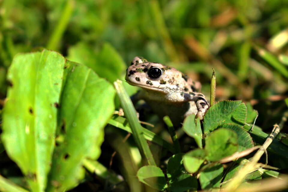 žaba frog zvieratá