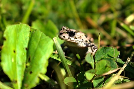 žaba frog zvieratá