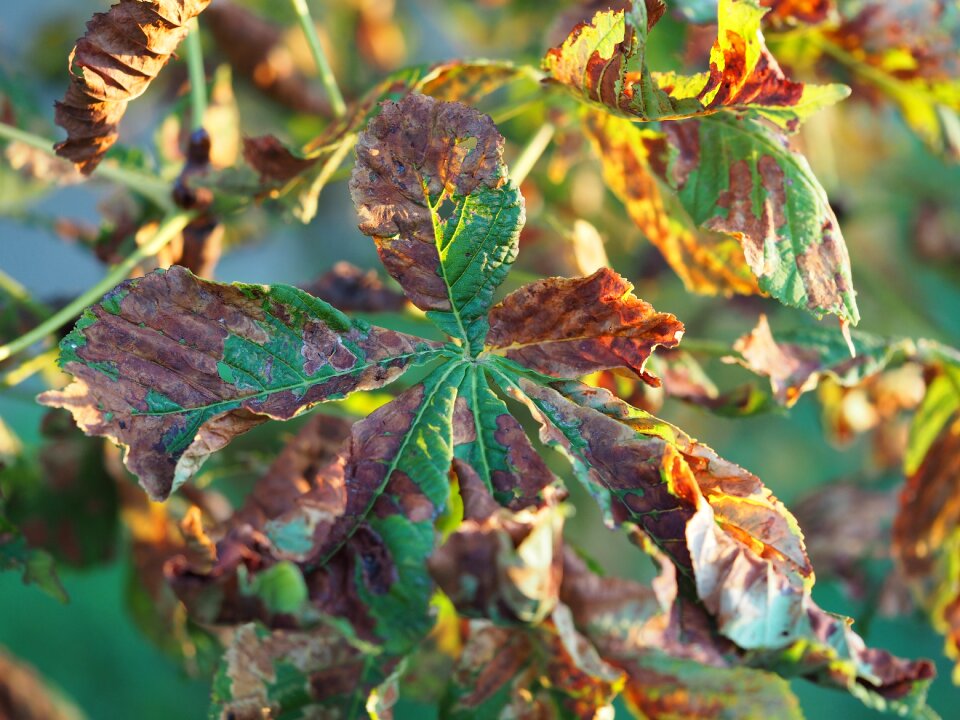 Autumn mood fall foliage colorful leaves