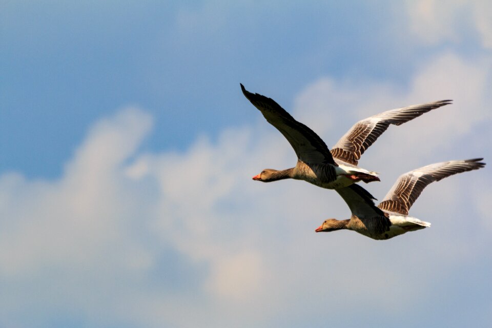 Nature sky freedom