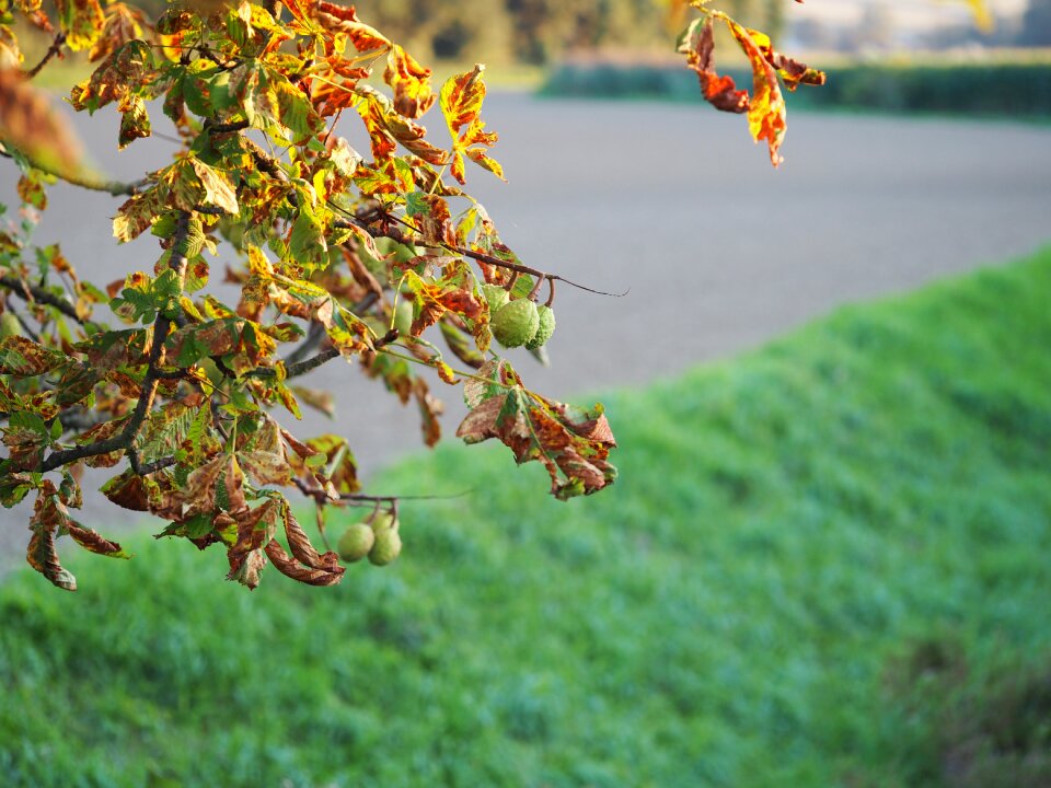 Autumn mood fall foliage colorful leaves