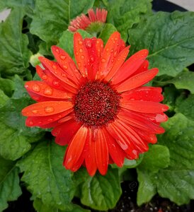 Bright floral red