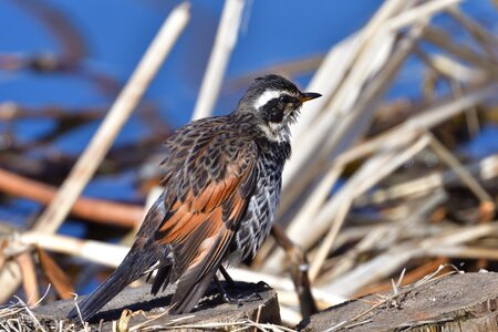 Animal feathers thrush