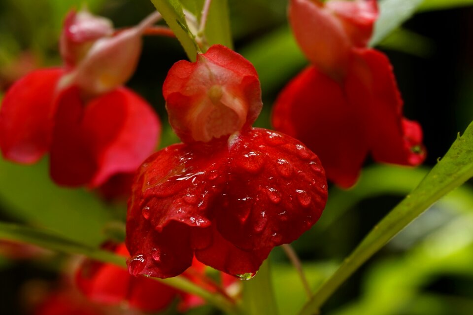 Flower blossom nature