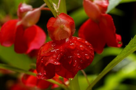 Flower blossom nature