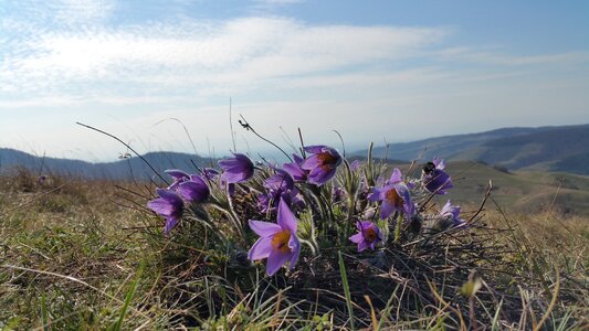 Pasque flower pasqueflower flower