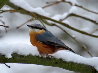 Animal world winter nature photo