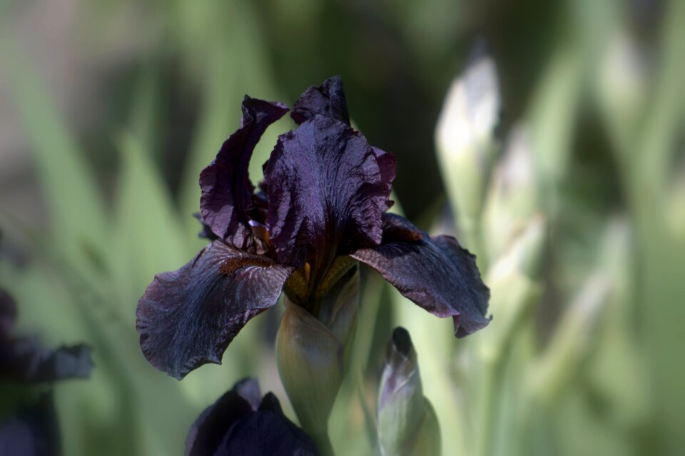 Flower bloom iris