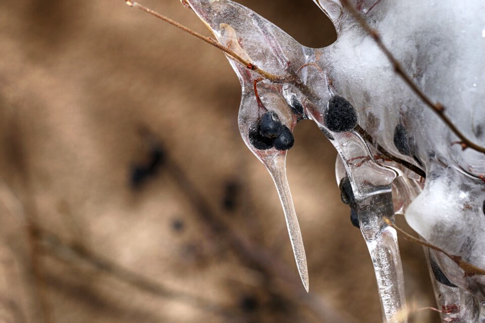 Berry closeup icicle
