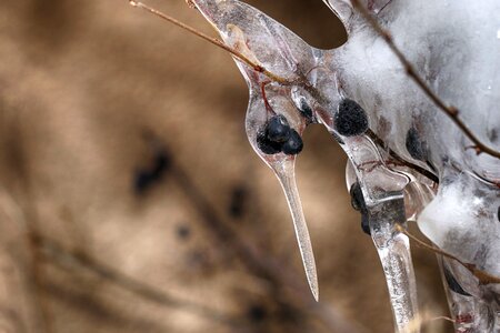 Berry closeup icicle
