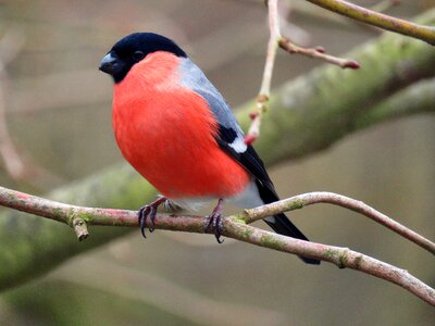 Red animal world bird