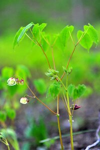 Medicinal herbs epimedium health
