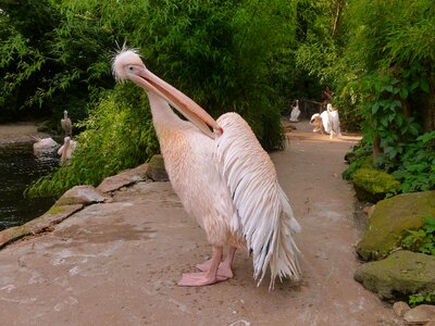 Water bird heraldic animal bird photo