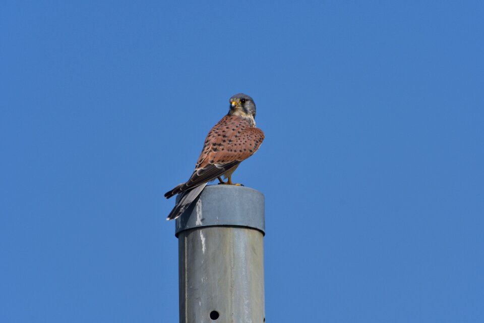 Outdoors raptor wild animals