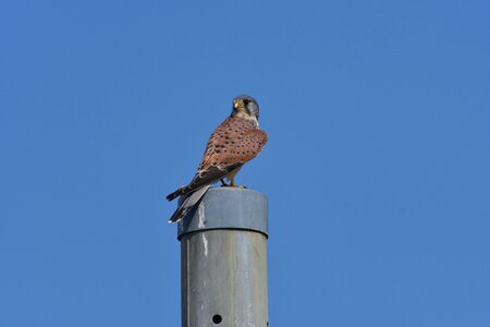 Outdoors raptor wild animals