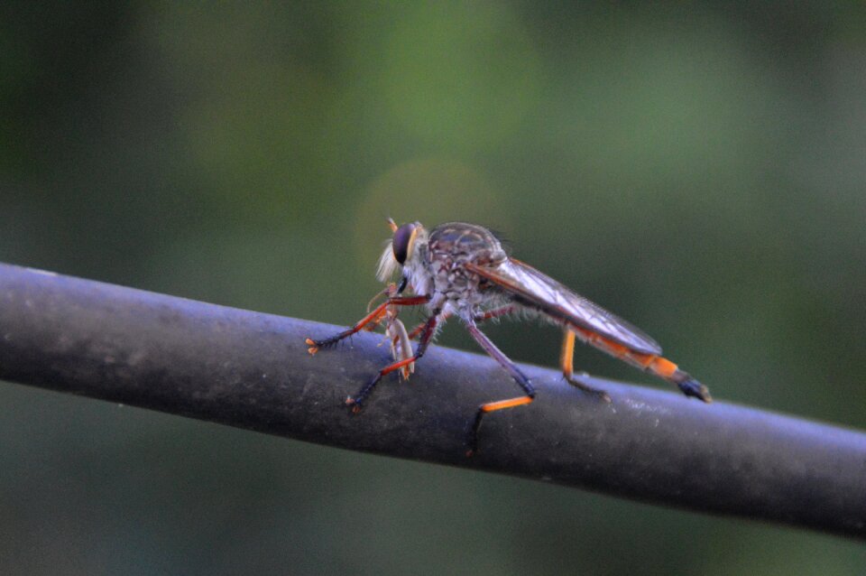 Outdoors insect dragonfly