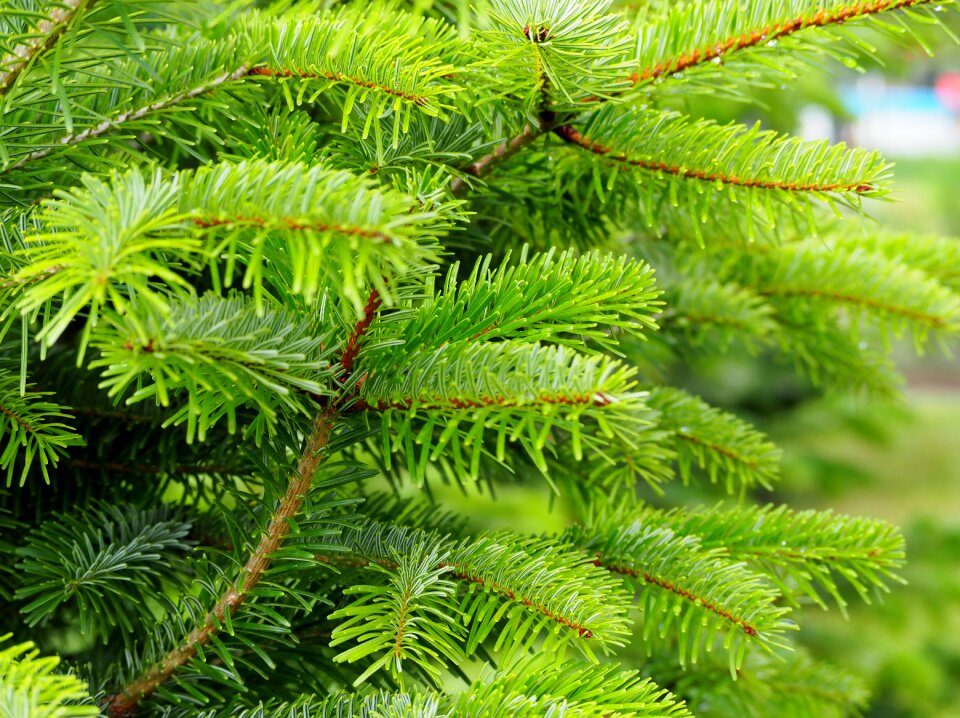 Nature tree pine needles photo